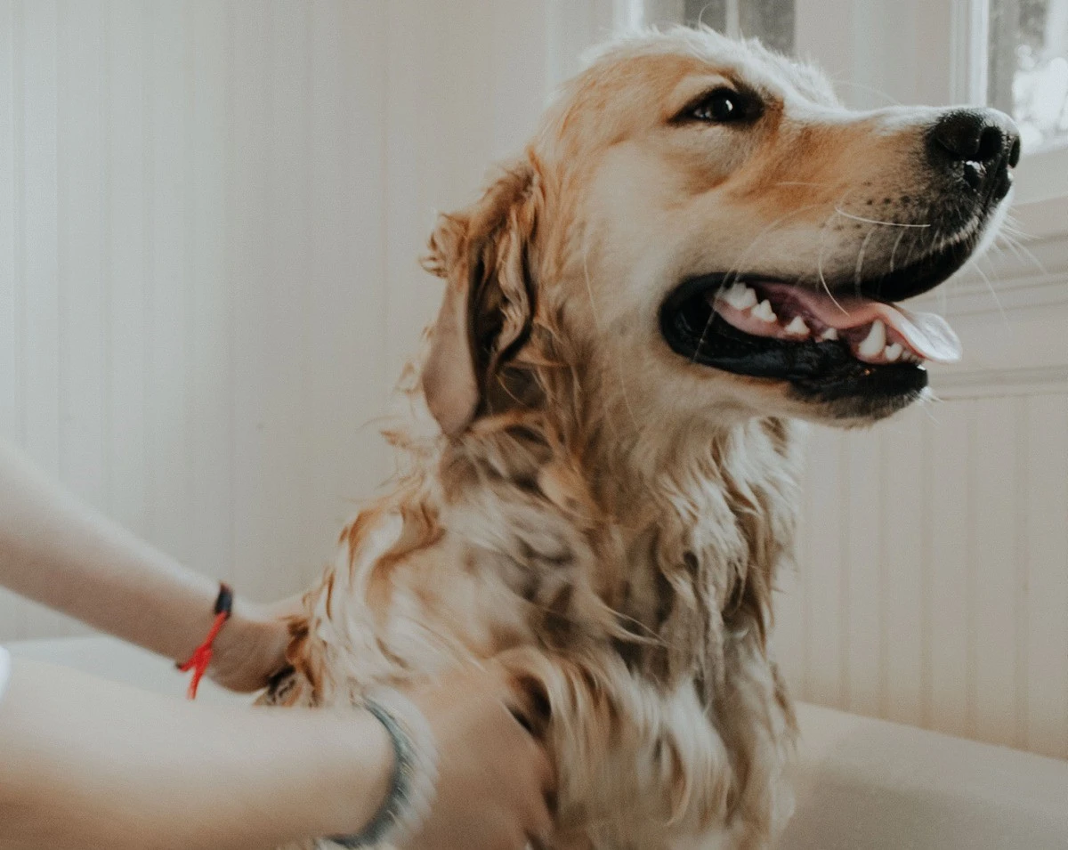 A happy Golden Retriever getting a bath, showcasing emerging opportunities for pet care brands.